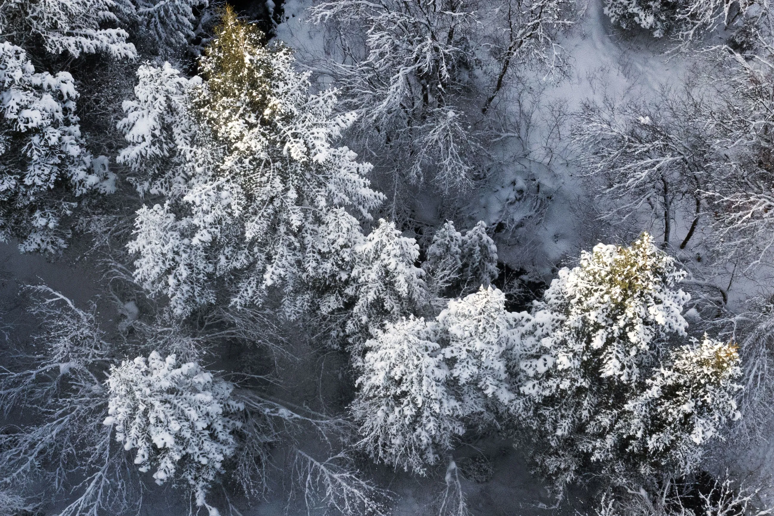 Snow-covered pine trees are pictured in the Wasatch-Cache National Forest in Millcreek on Thursday,...
