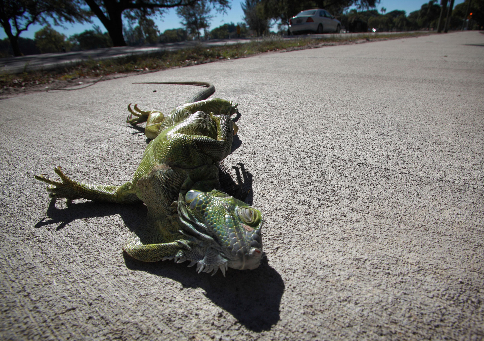 Iguanas typically begin to lose mobility when temperatures reach 50 degrees. Below that, the cold c...