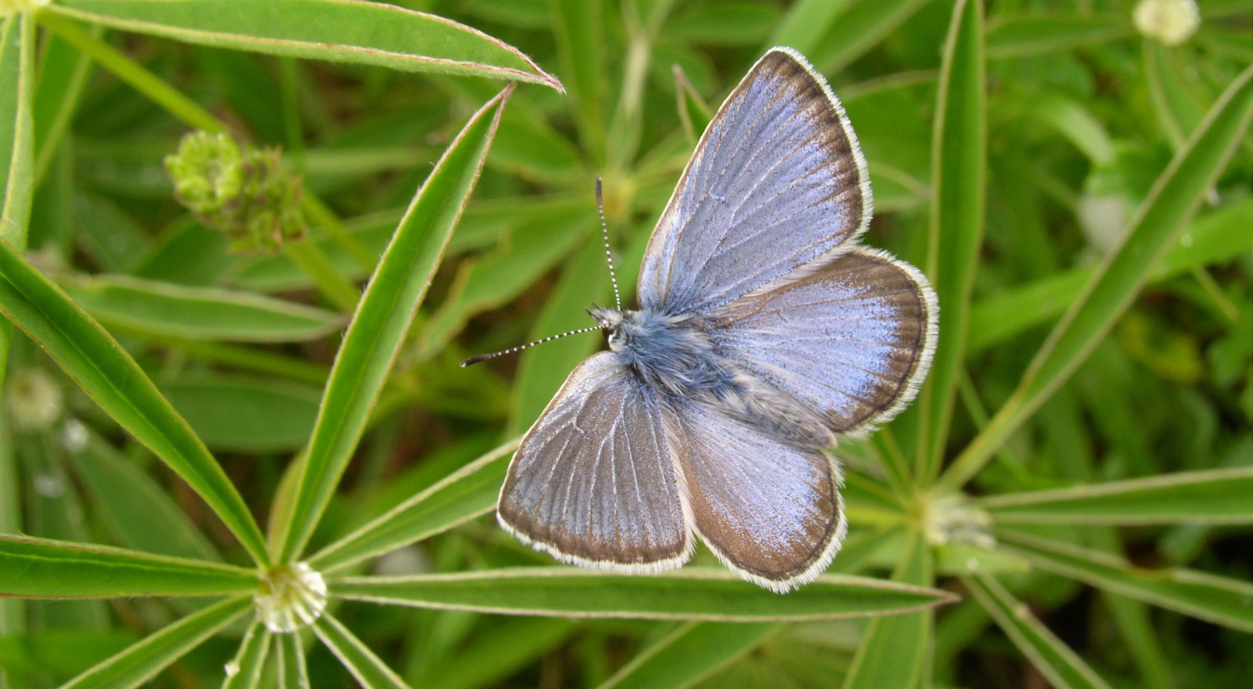 Image of the Fender's Blue Butterfly (Photo courtesy of The Nature Conservancy)...
