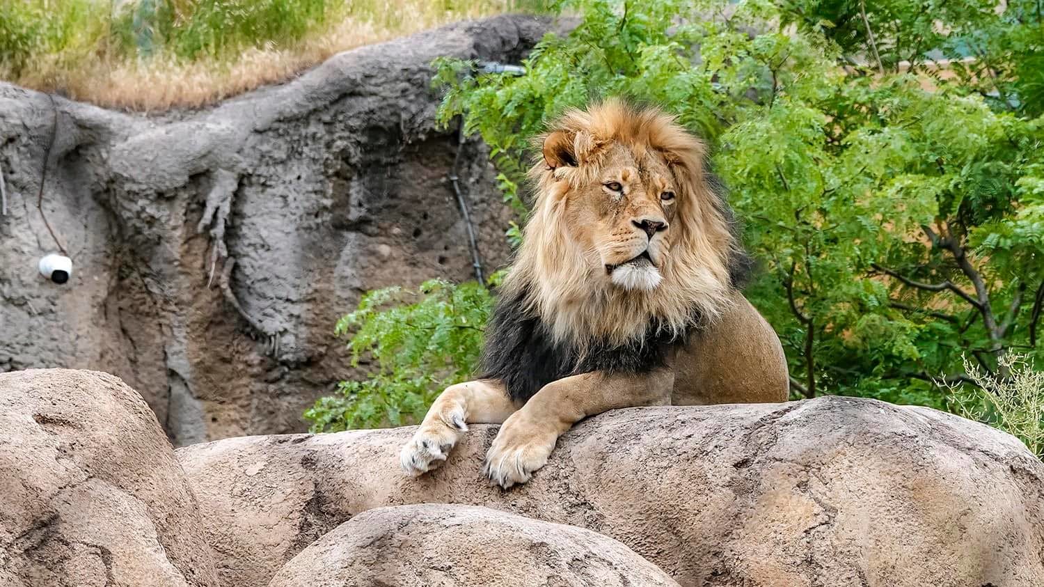hogle zoo lion pictured...