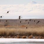 Thousands of dead birds are washing ashore at the Great Salt Lake