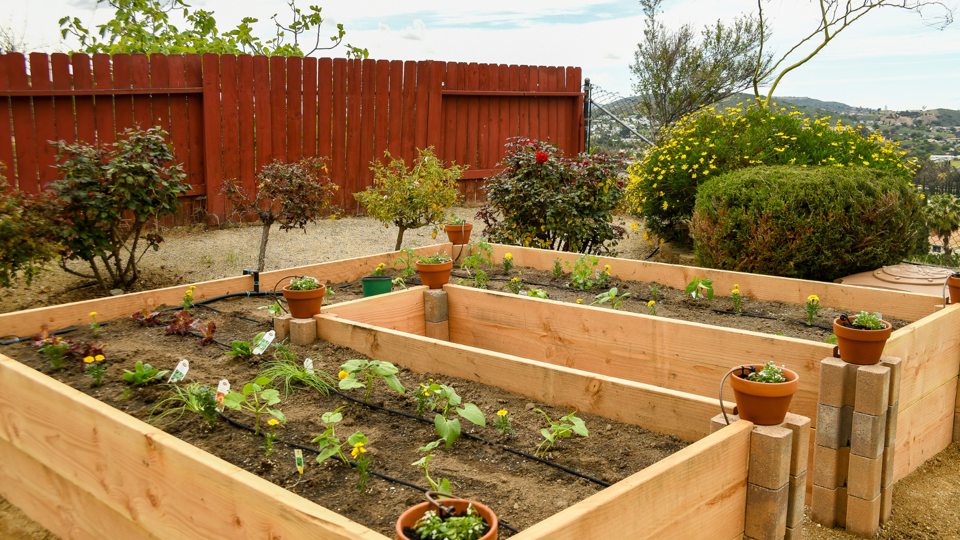 A U-shaped raised garden bed made of yellow wood...
