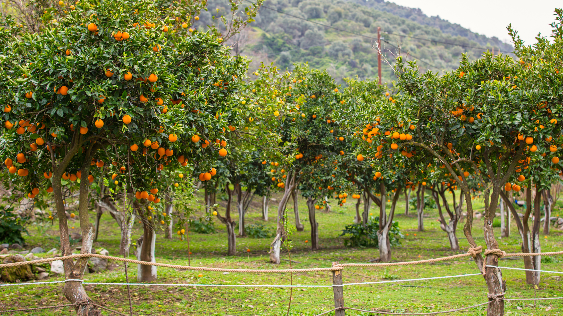 Orange fruit trees...