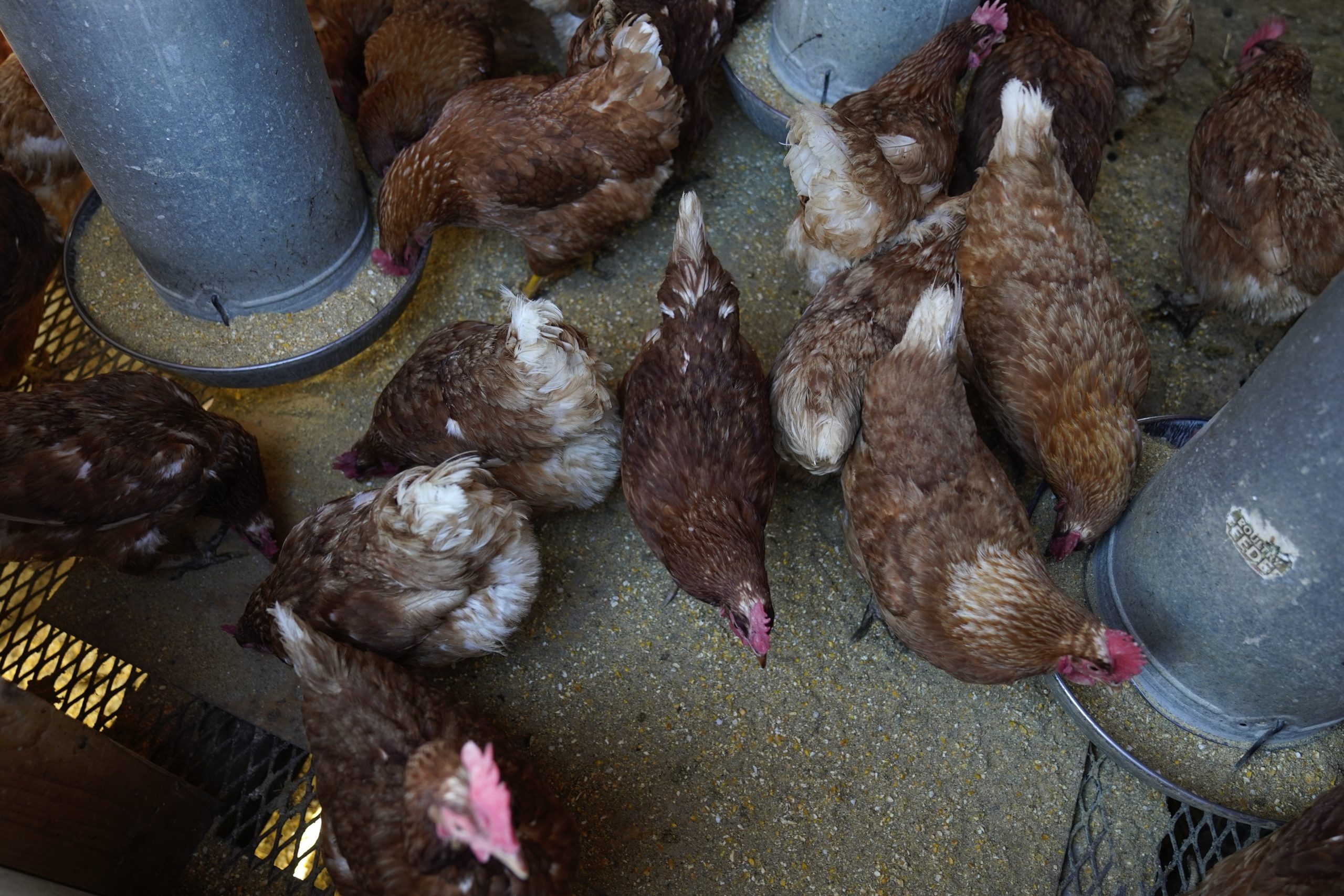 FILE - Red Star chickens feed in their coop, Jan. 10, 2023, at Historic Wagner Farm in Glenview, Il...