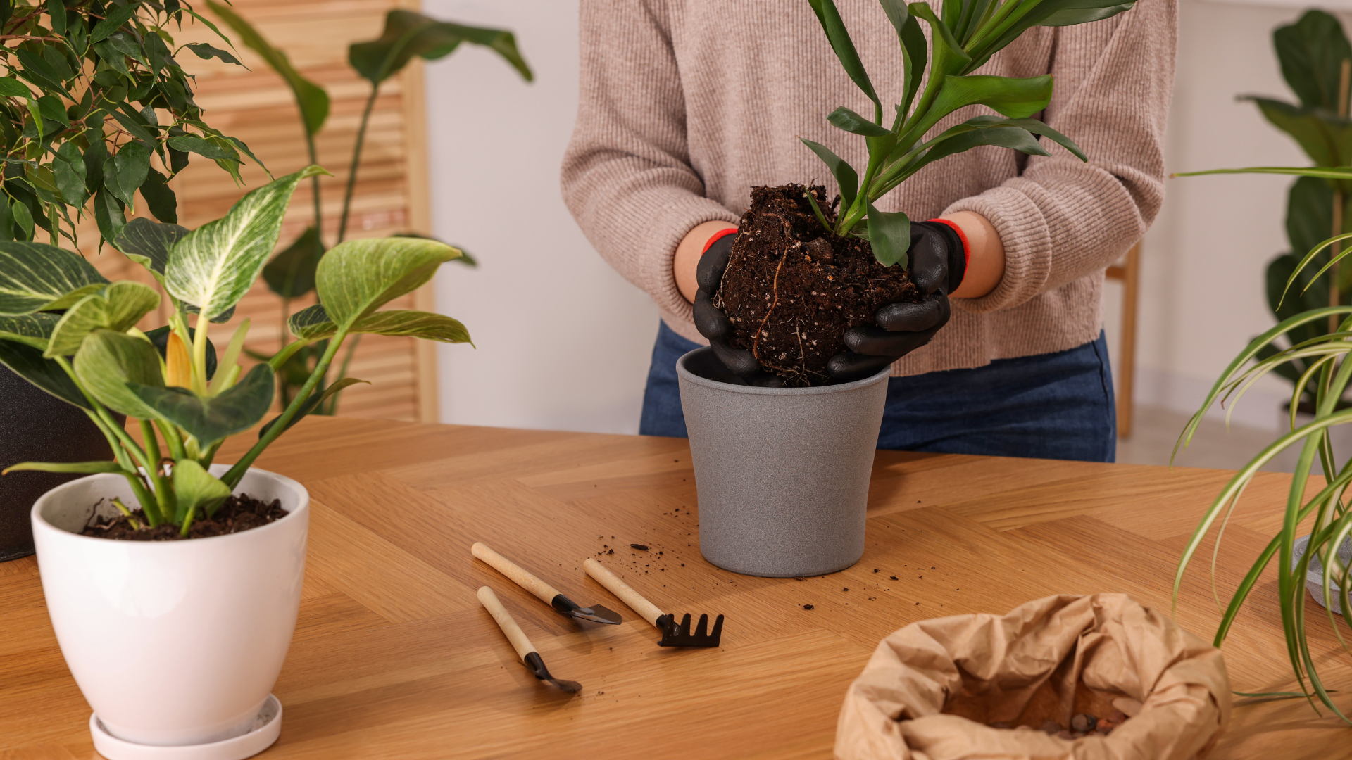 Taun and Maria share some tips for transplanting houseplants. (Canva)...