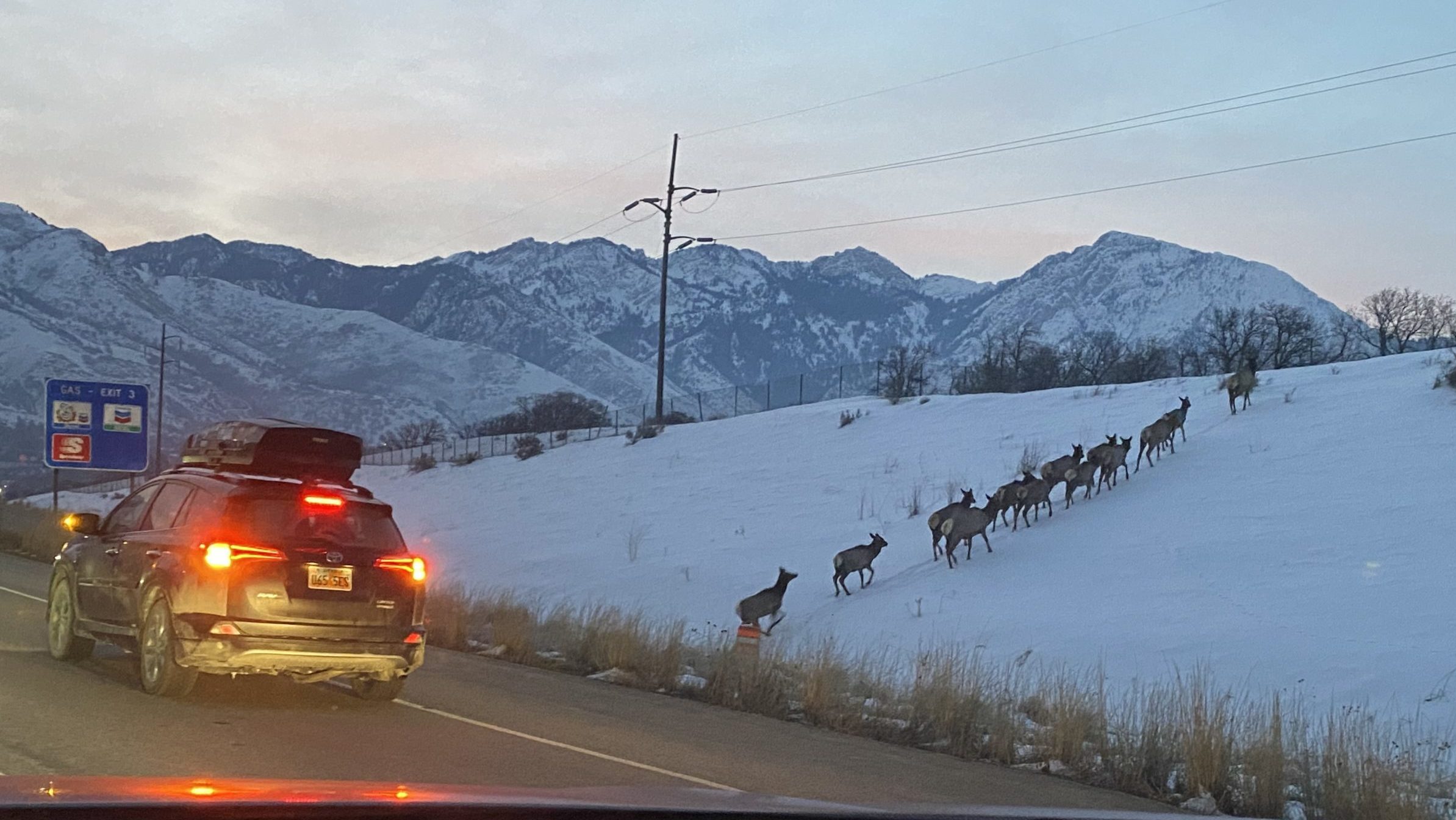 elk are crossing i-80, their presence will cause closure on saturday...
