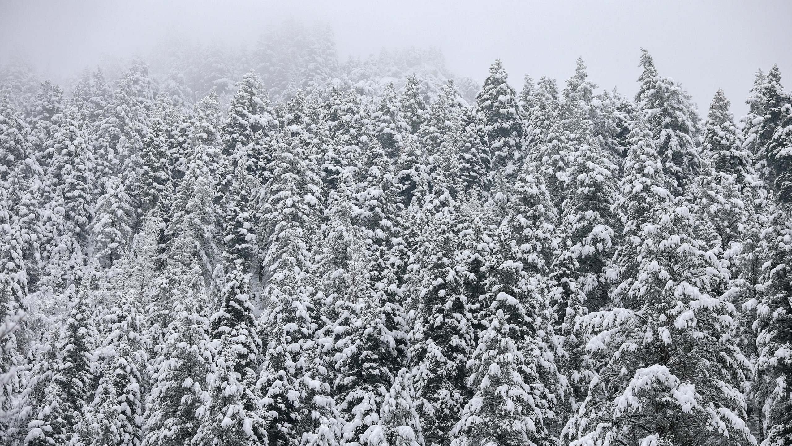 snowy trees pictured, the utah snowpack is currently doing well...