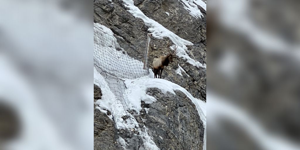 elk stuck on a cliff Provo Canyon...