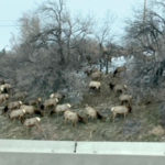 Four elk killed as herd gets too close to I-215 and I-80