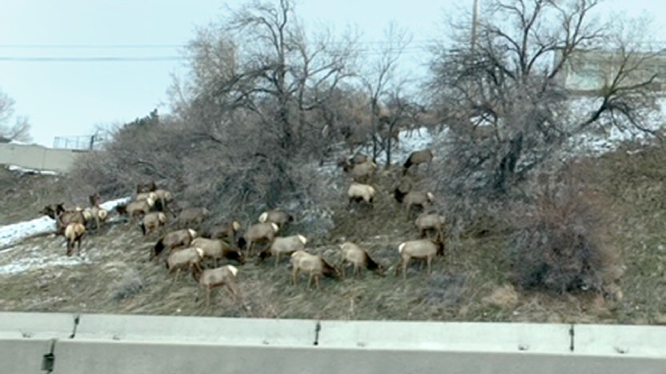 A herd of elk ended up on the roadways near I-80 and Foothill Boulevard on Thursday, Jan 26, 2023. ...