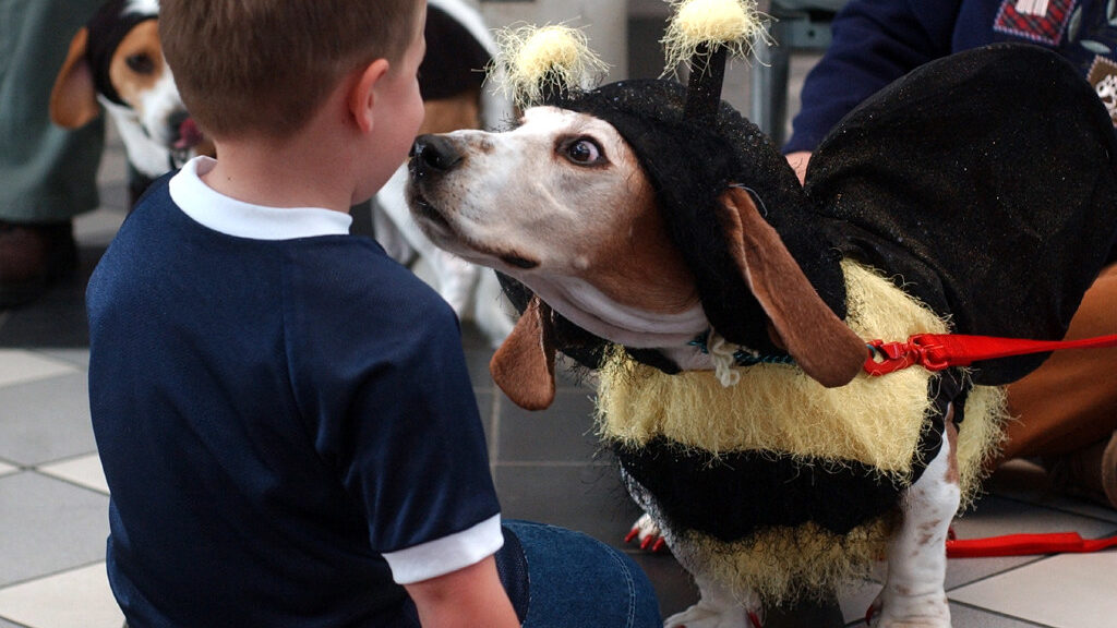 Mr. Murphy, a basset posing as a bee, leans in to get a sniff of 5-year-old Alex Schilling during t...