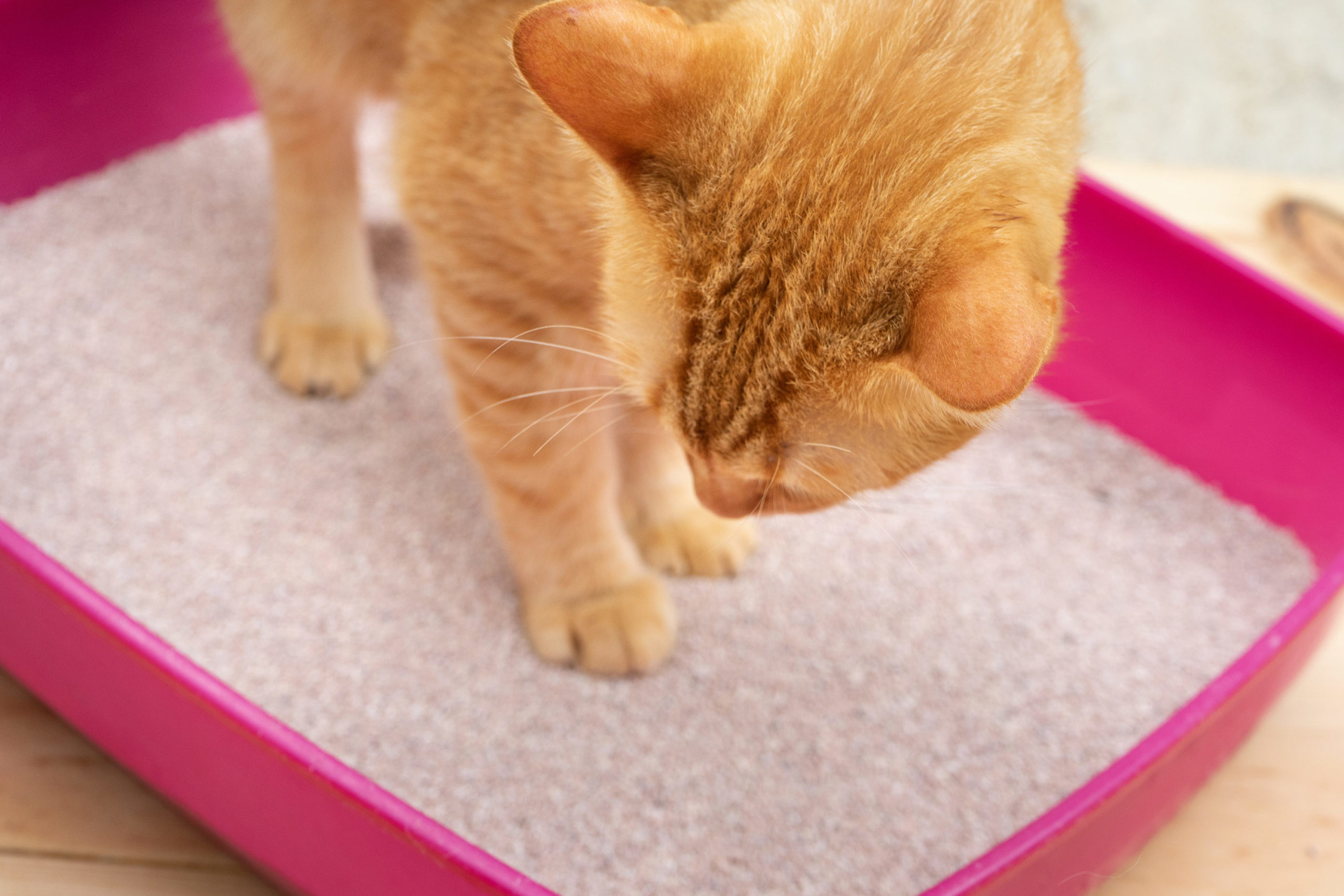 The Animal Friends Humane Society in Hamilton, Ohio, will write your ex's name in a litterbox for j...