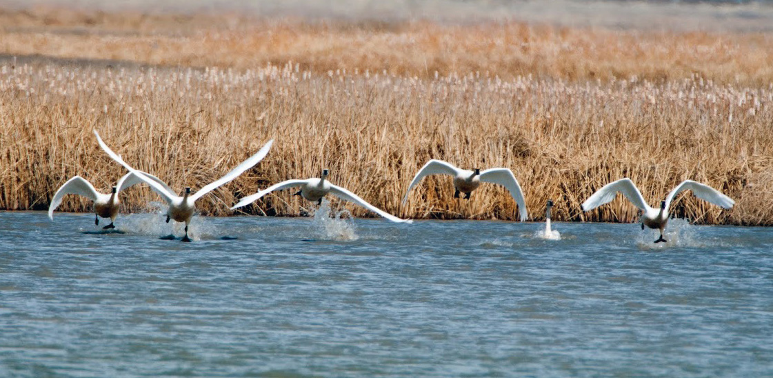 Wild swans are seen at the Salt Creek Waterfowl Management Area in 2013. Photo credit: Mike Christe...