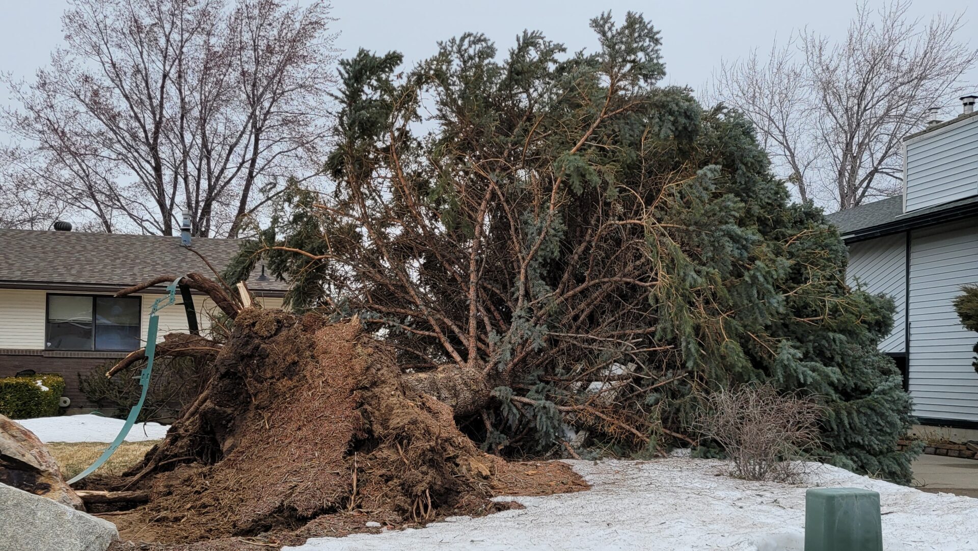 an uprooted tree is pictured, there is a wind advisory for utah today...