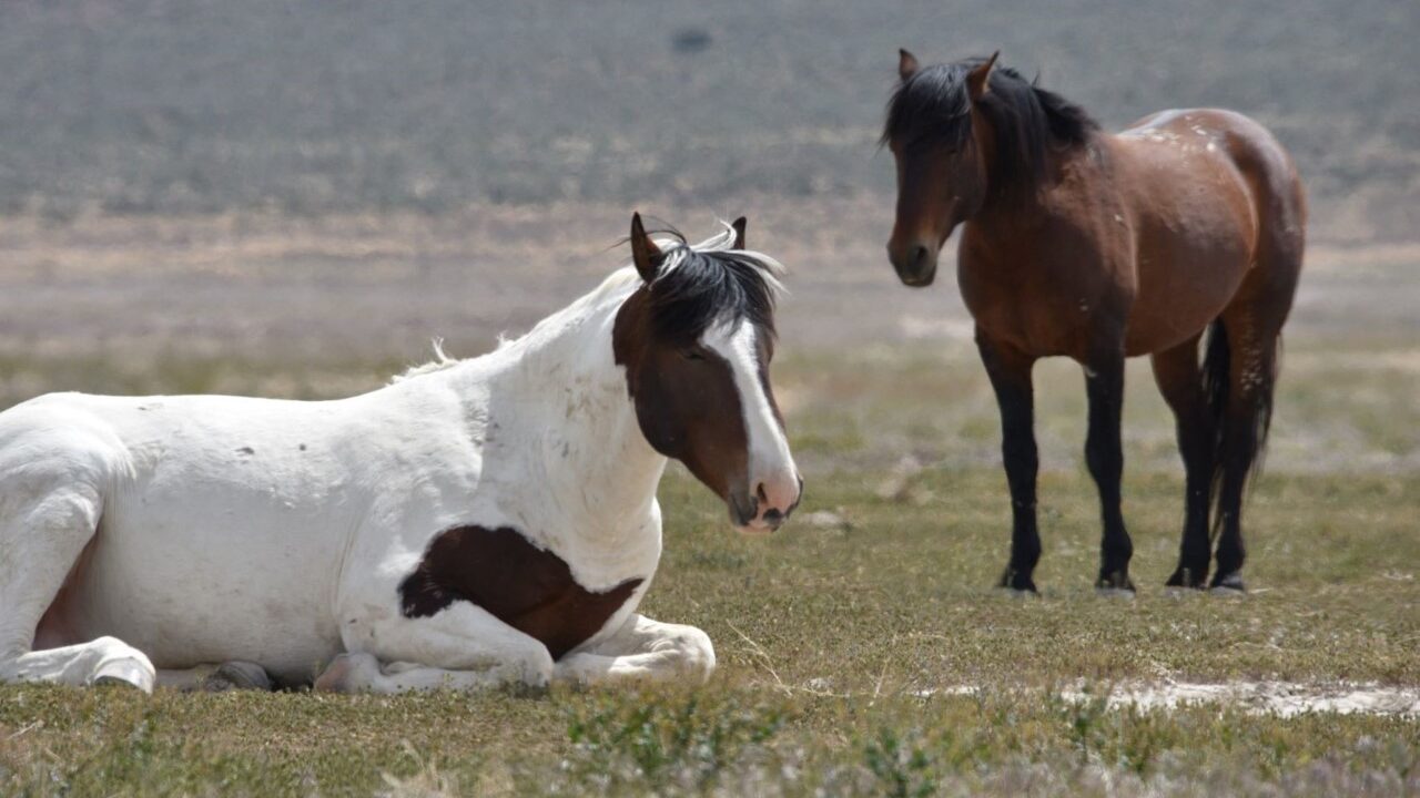The Bureau of Land Management is investigating the shooting of two wild horses on the Onaqui Mounta...