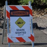 Utah man recovering from shark bite while swimming in Hawaii