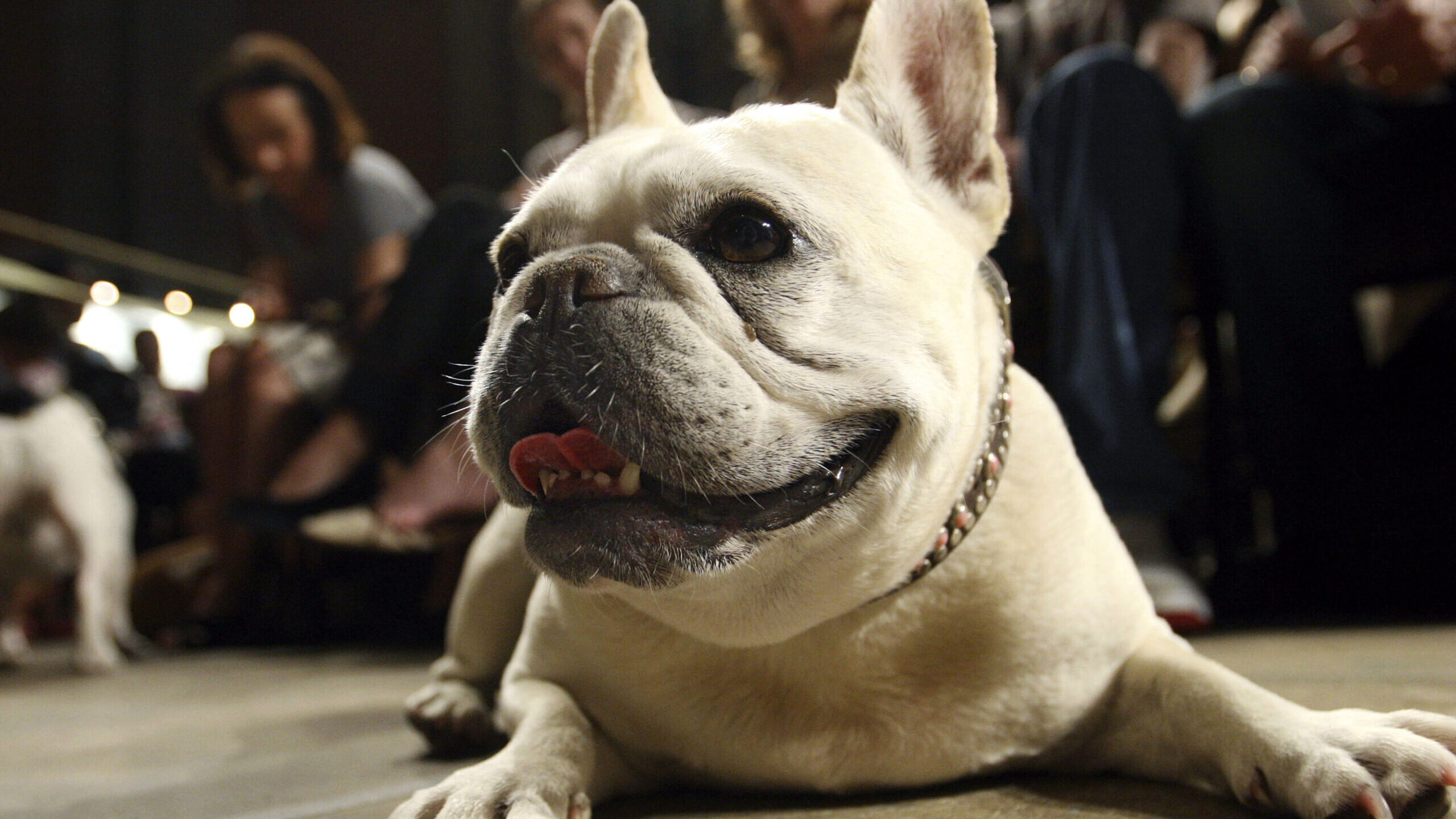 a french bulldog pictured, experts are warning against buying pet medication online...