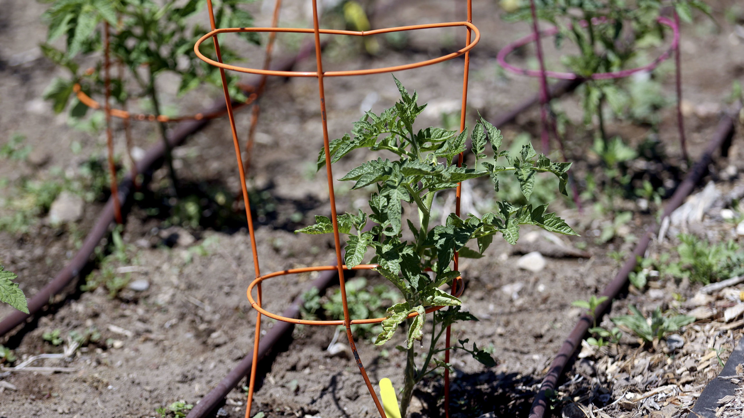 a plant in a community gardens in utah is pictured...