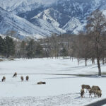Elk herd returns to SLC golf course after multiple relocation attempts