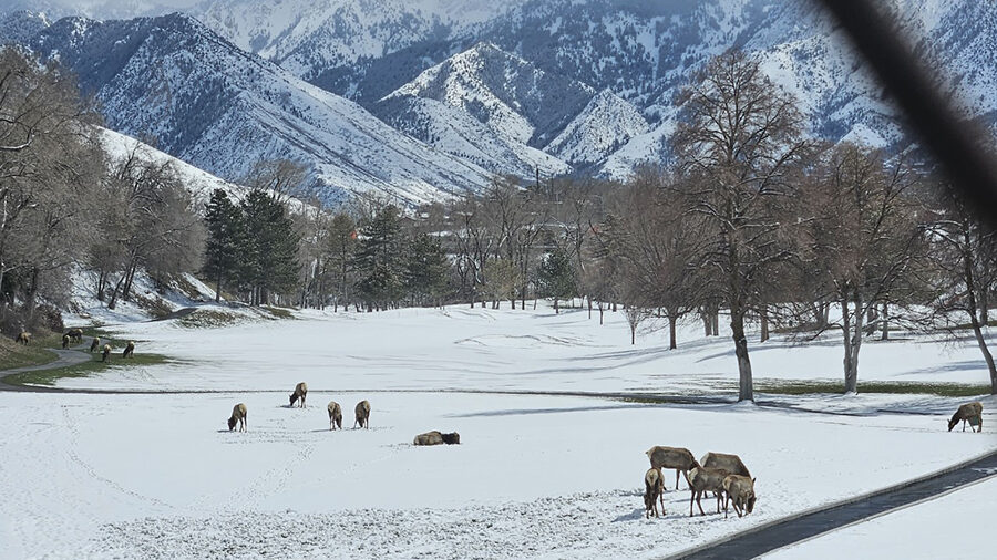 The herd of about 80 elk have been traversing between Parley's Canyon and a golf course near I-215 ...