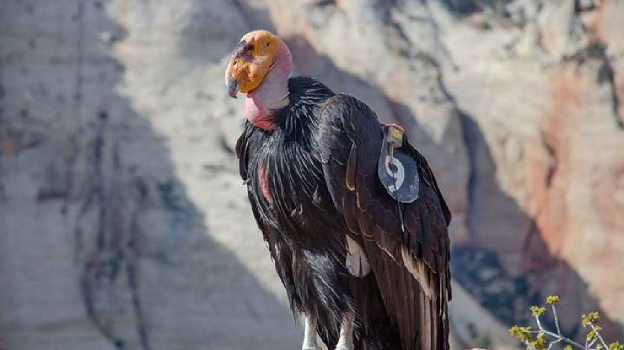 An undated photo of female California condor "409" at Zion National Park. Federal wildlife official...