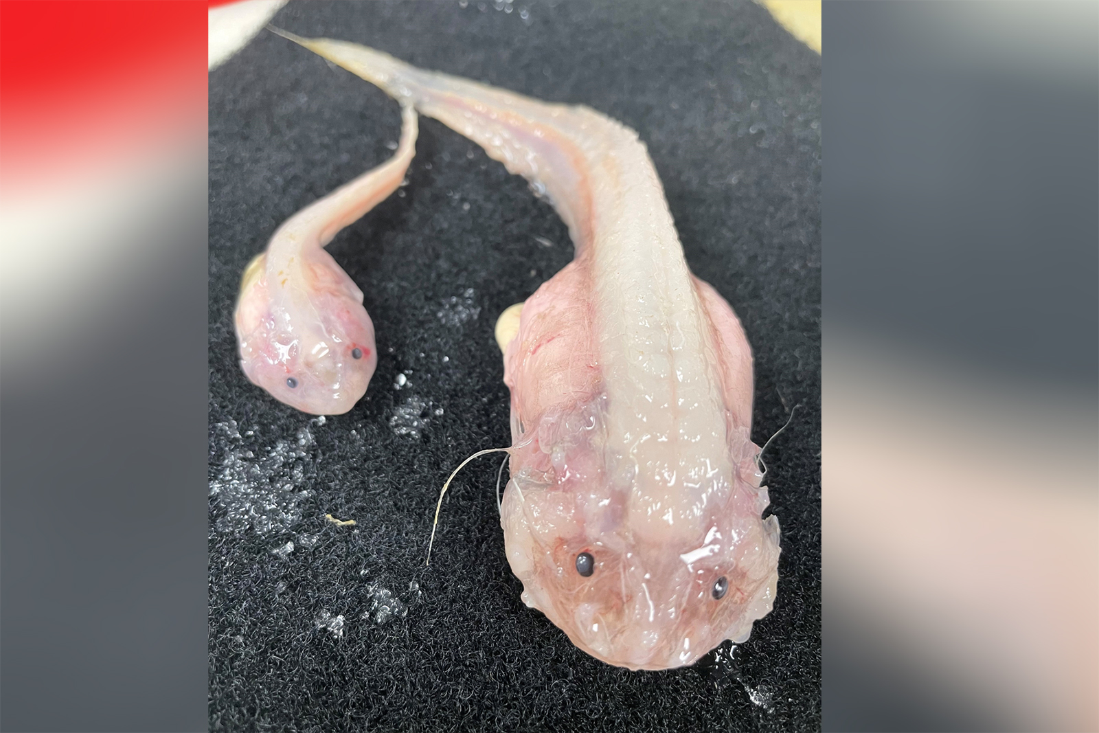 hongersnood Moedig Voor u Scientists film deepest ever fish on seabed off Japan