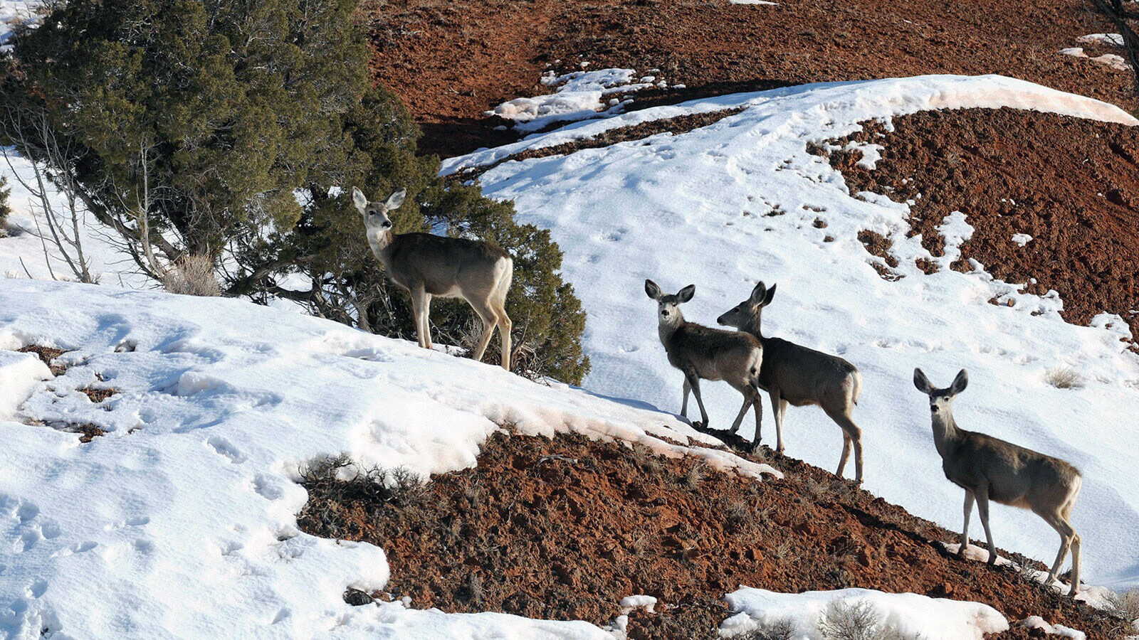 The winter the snow this year have had a big impact on Utah's wildlife. Some animals have thrived w...