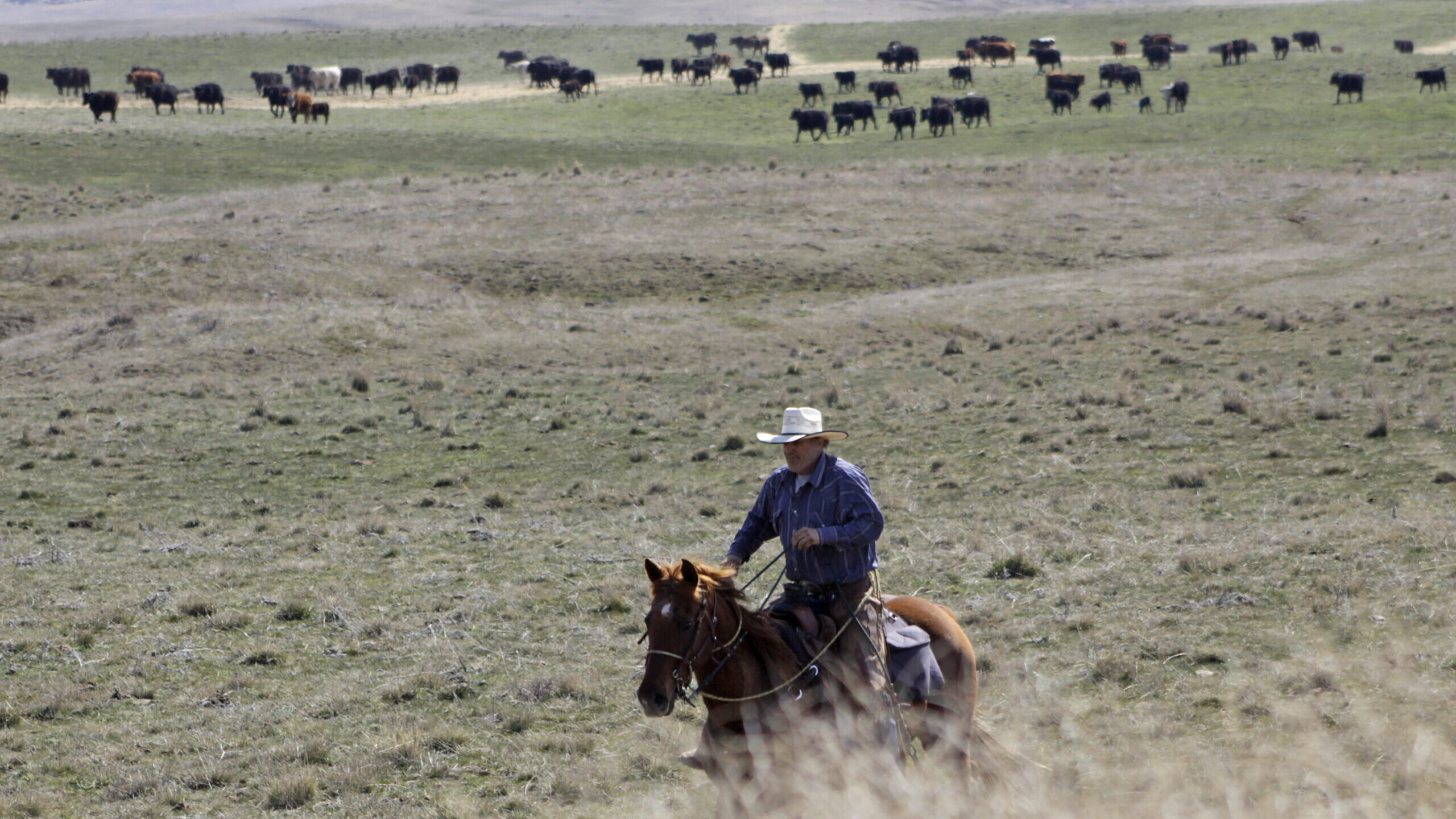 FILE - Cattle rancher Joe Whitesell rides his horse in a field near Dufur, Ore., as he helps a frie...