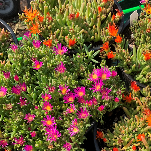 ice plant close up with purple and orange blooms