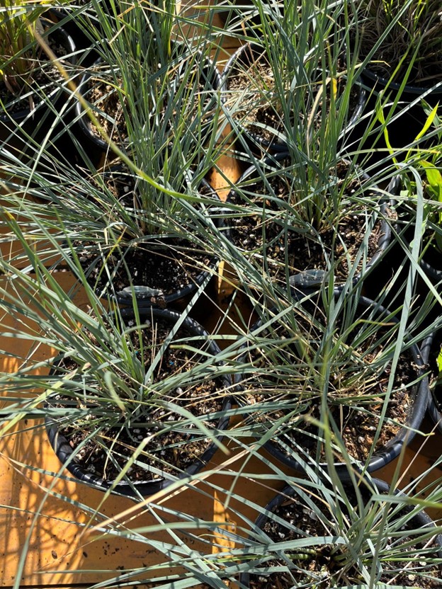shot of blue oat grass in pots from above looking down
