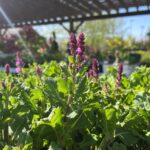 Drought Tolerant Perennials for Utah