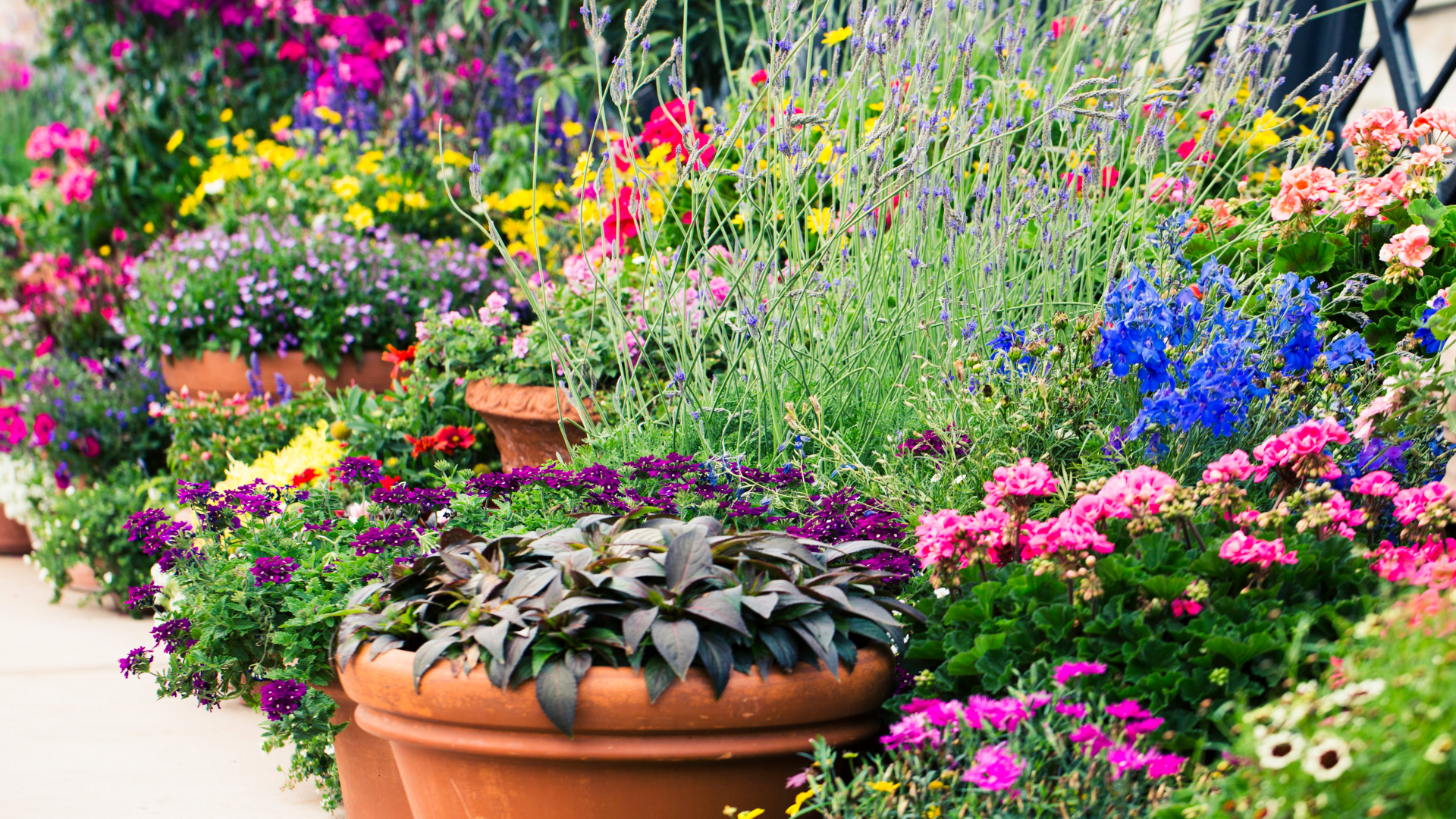 Flowers are pictured in a greenhouse. Learn how to grow annual plants and flowers with the KSL Gree...
