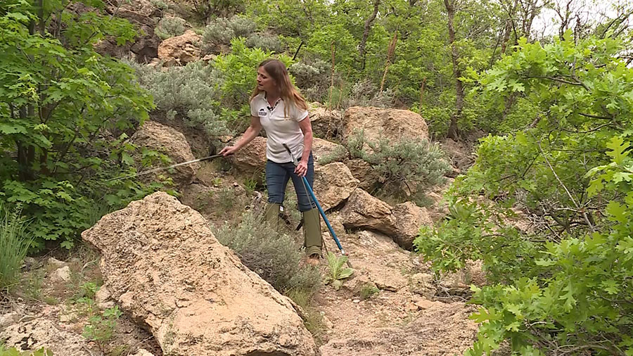Kim Beck, owner of Top Dog Snake Finders, geared up and looking for rattlesnakes. (KSL TV)...