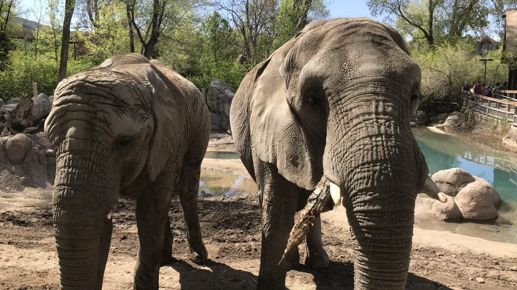 Zuri is pictured on the left and Christie is on the right side. (Photo credit: Utah's Hogle Zoo)...