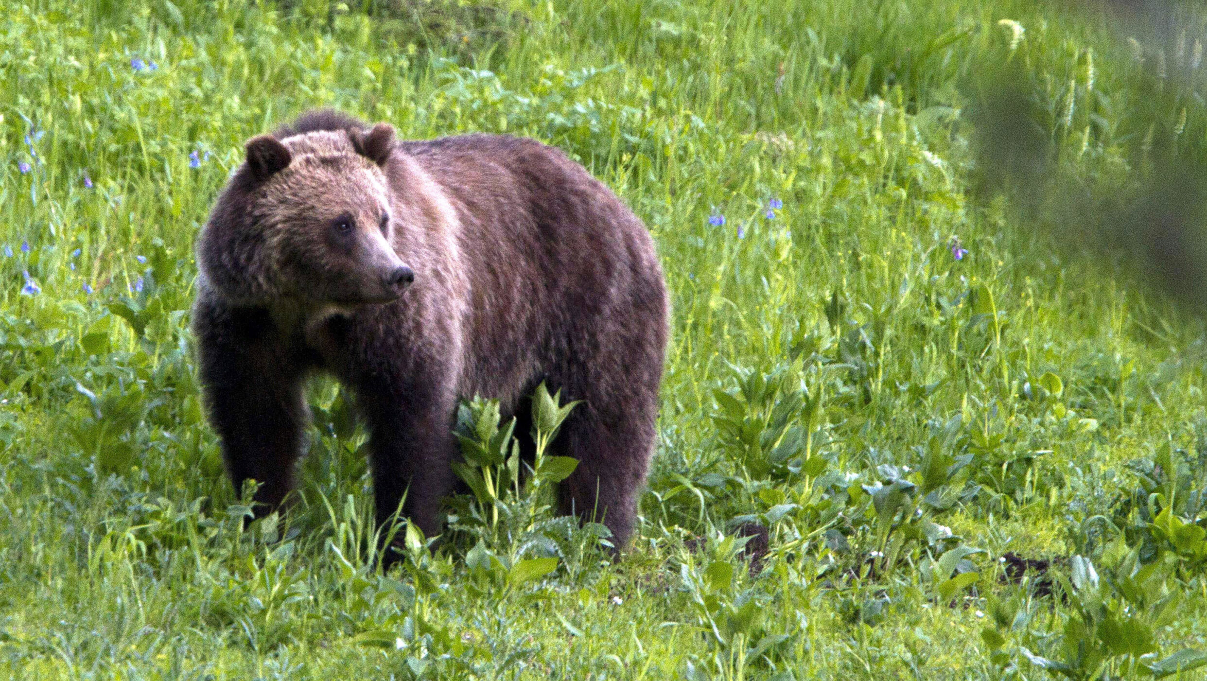grizzly bear is pictured, a man in yellowstone was recently caught on video bothering a bear...