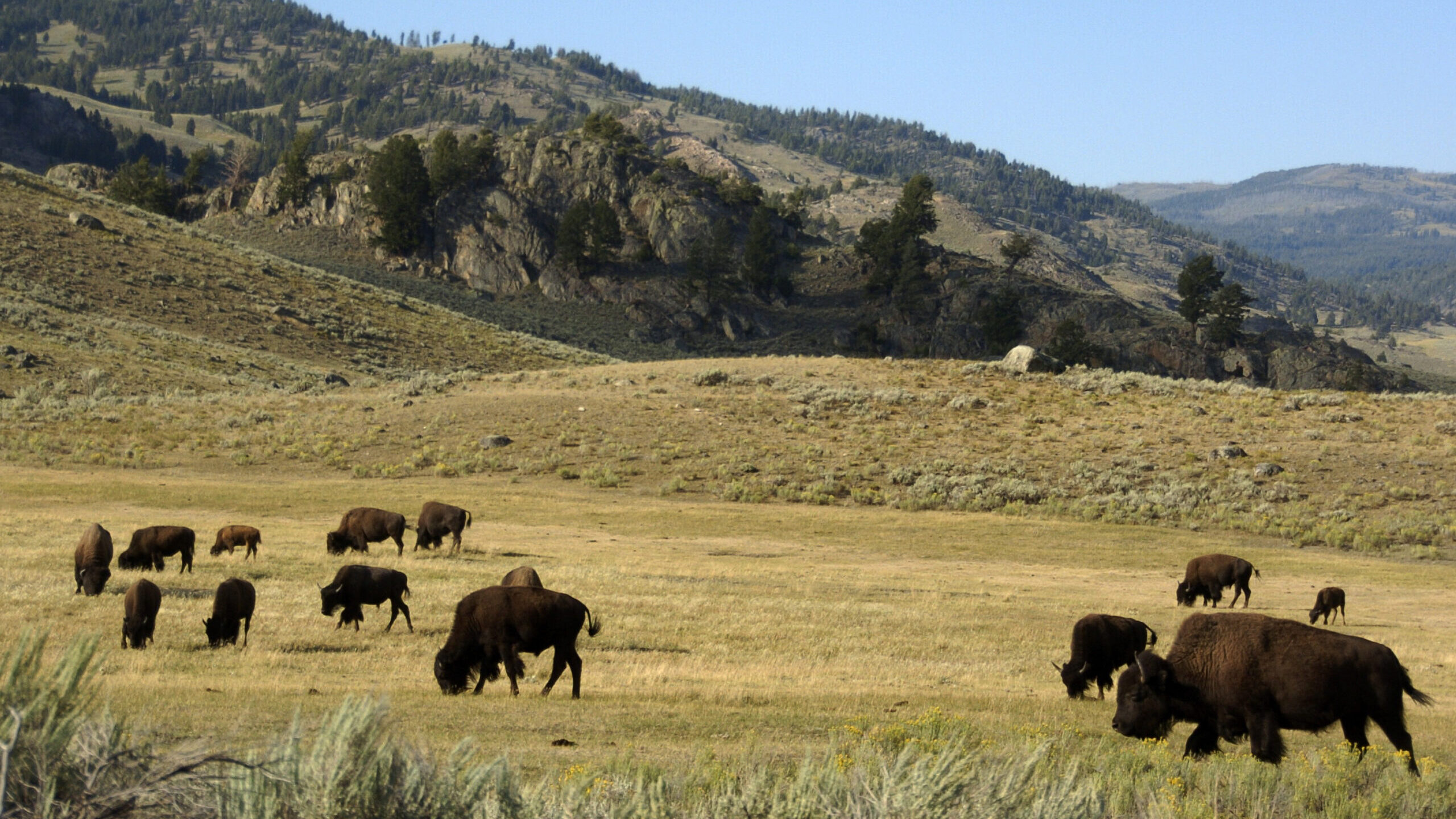 bison in yellowstone pictured, officials say to steer clear of wild animals...