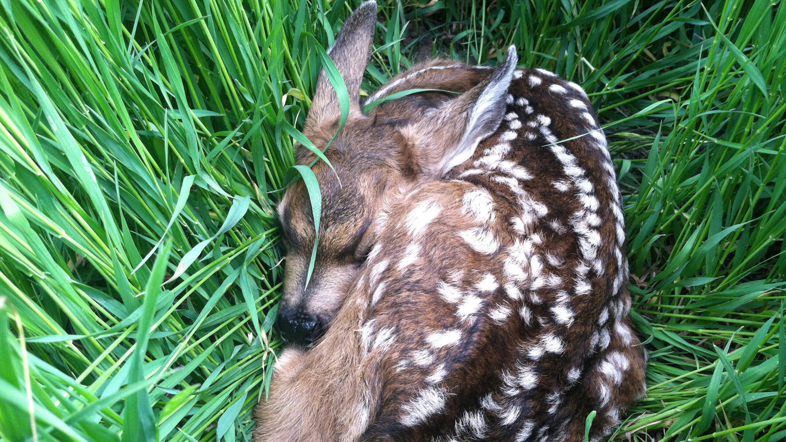 If you find a fawn in the wild, give it plenty of space.  Its mother hid it where you found it.  Sh...