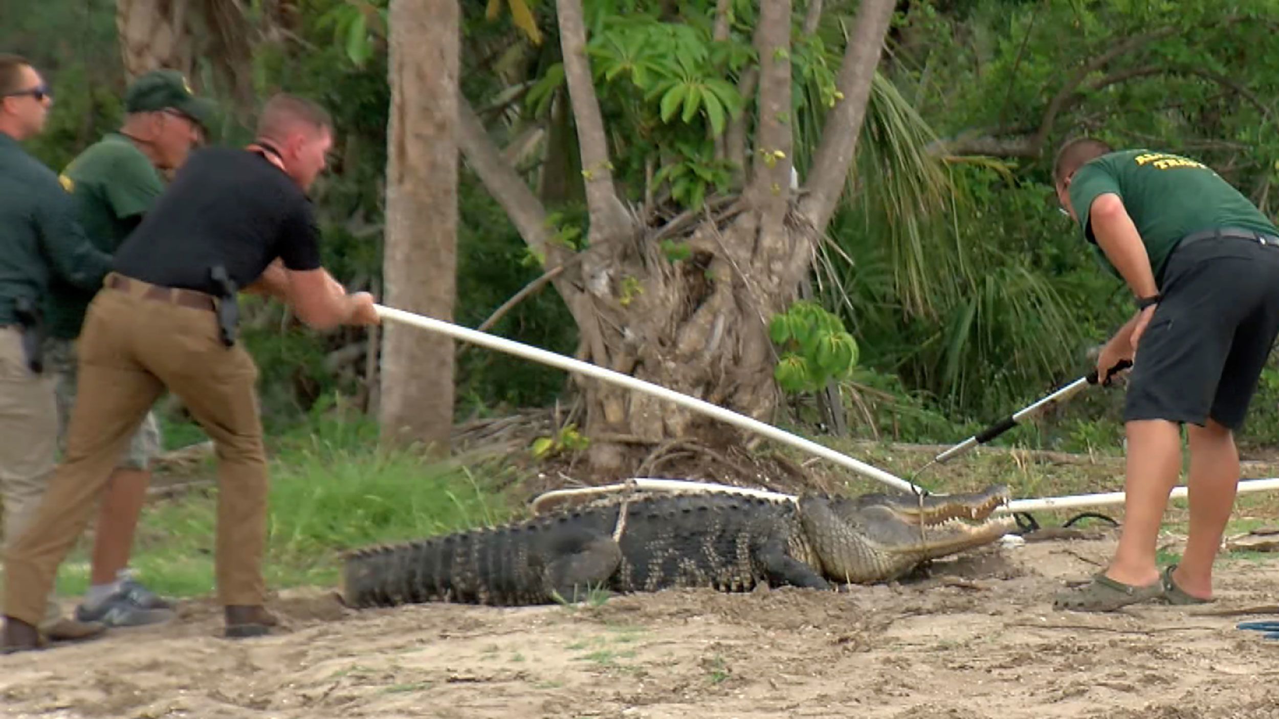 A team works to capture an alligator they believe attacked a man, causing him to lose his arm. Phot...