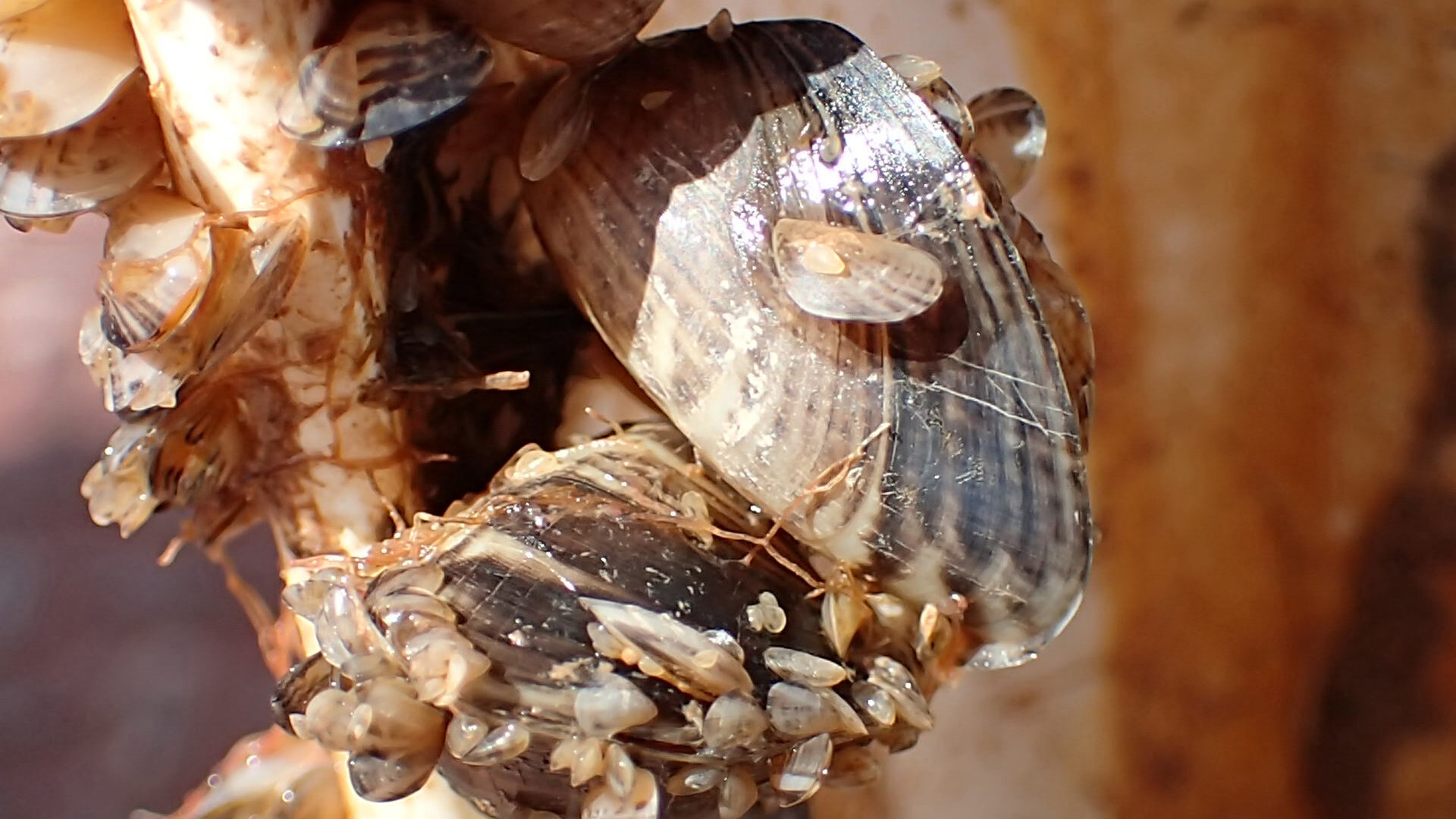 State officials are reminding boaters to keep their vessels clear of quagga mussels this holiday we...