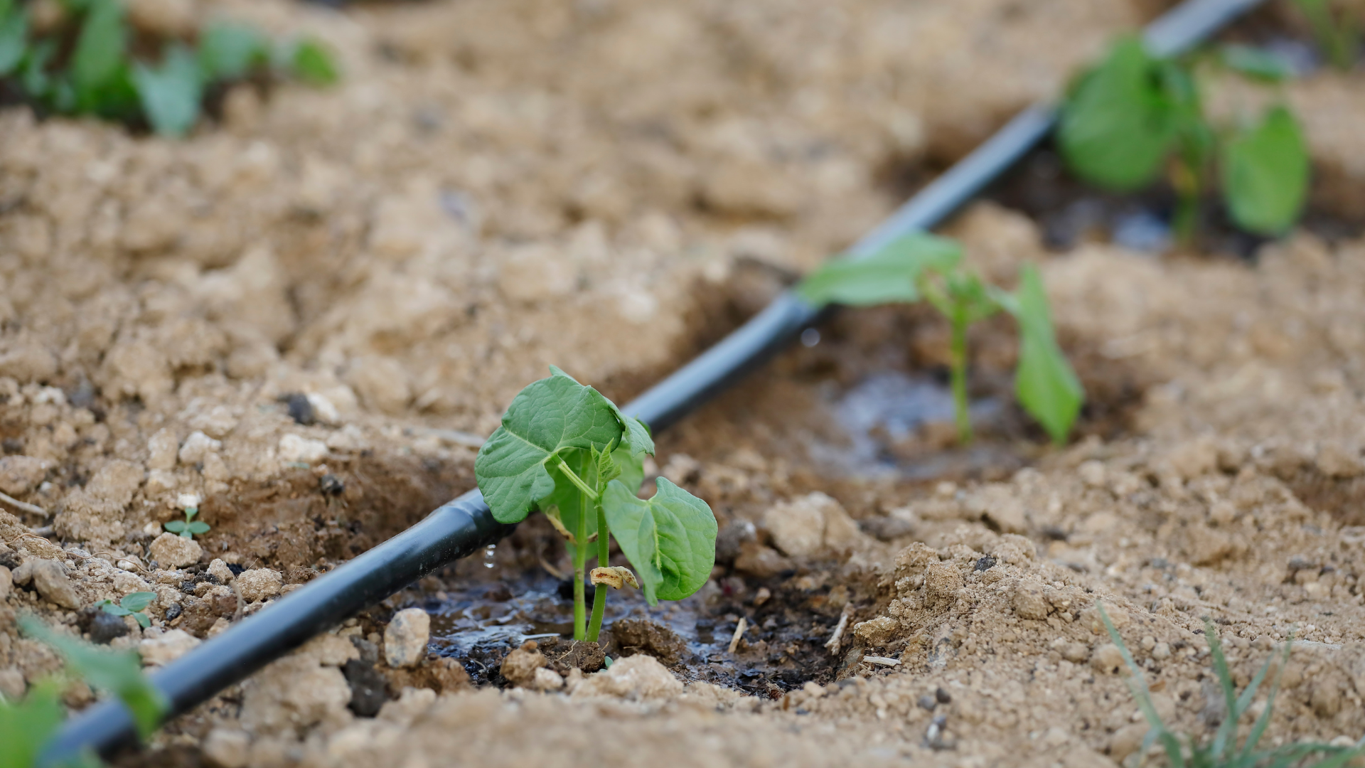 Is drip irrigation the best way to water vegetables? Taun says it depends on what type it is. (Canv...