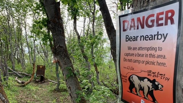 The Utah Division of Wildlife Resources is trying to trap a bear in Bountiful Canyon. After a man c...