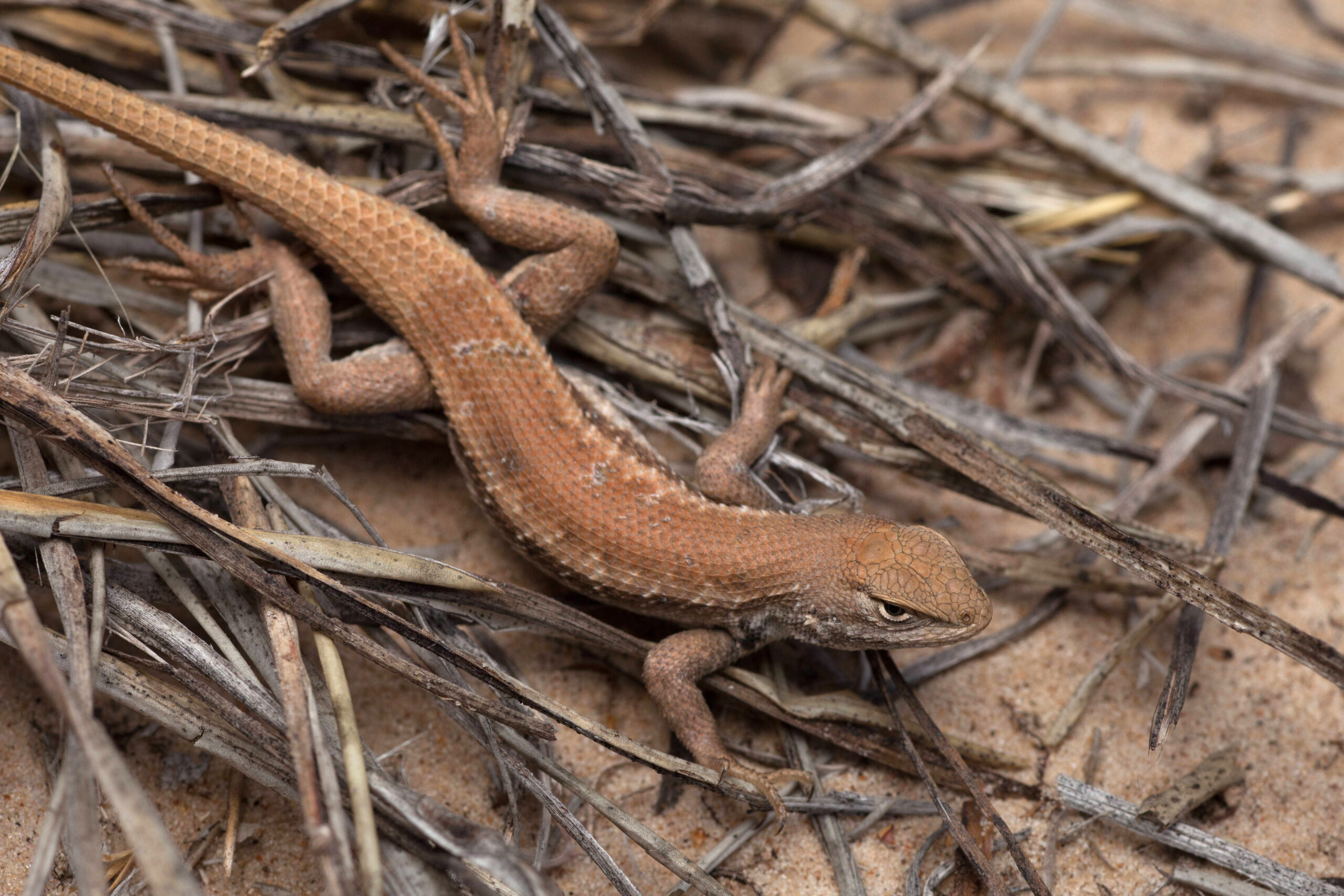 FILE - A dunes sagebrush lizard crawls on May 1, 2015. U.S. wildlife managers on Friday, June 30, 2...