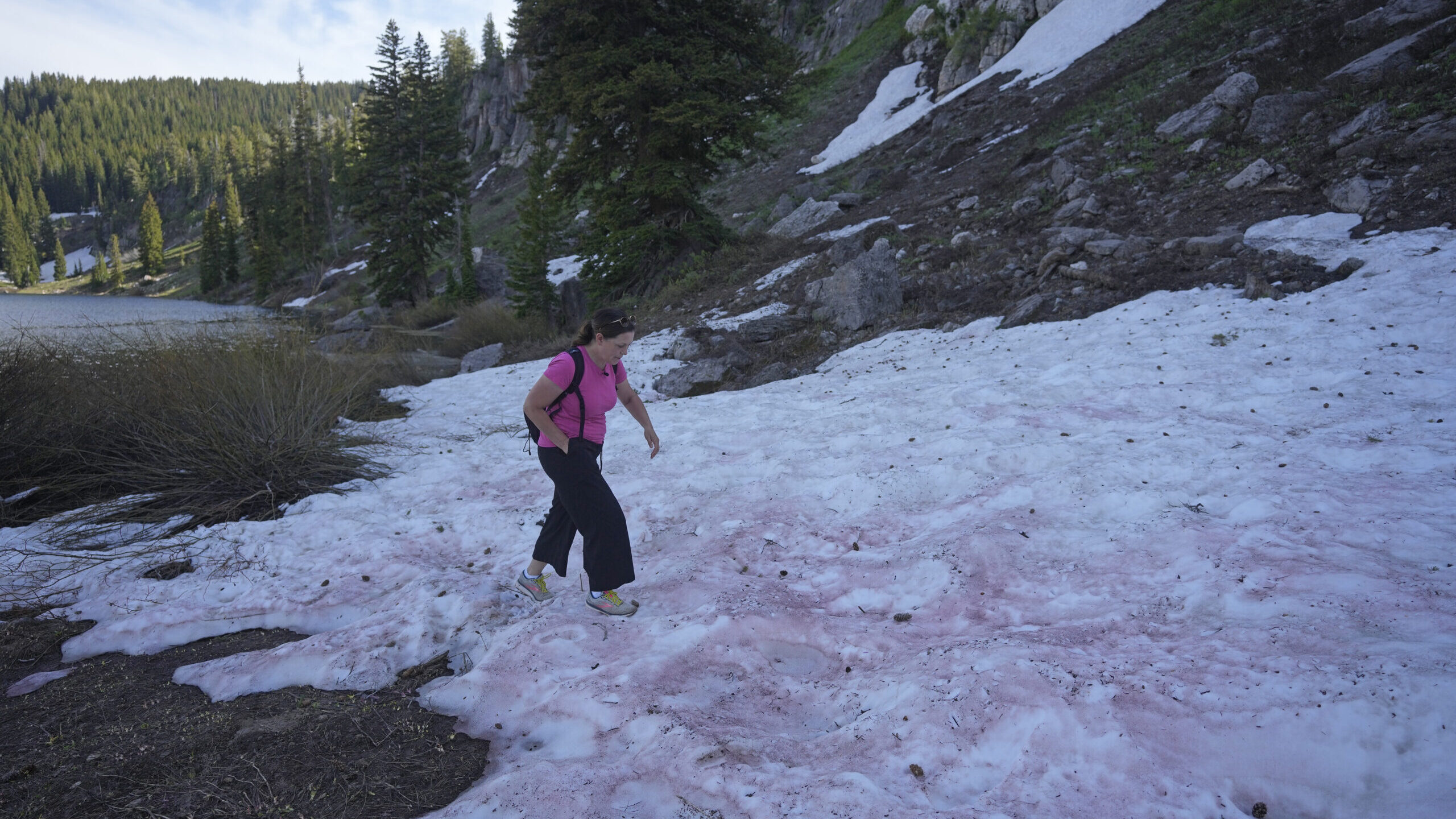 Watermelon snow in Utah! High up in the mountains, amid pinyon pine and quaking aspen trees, the re...