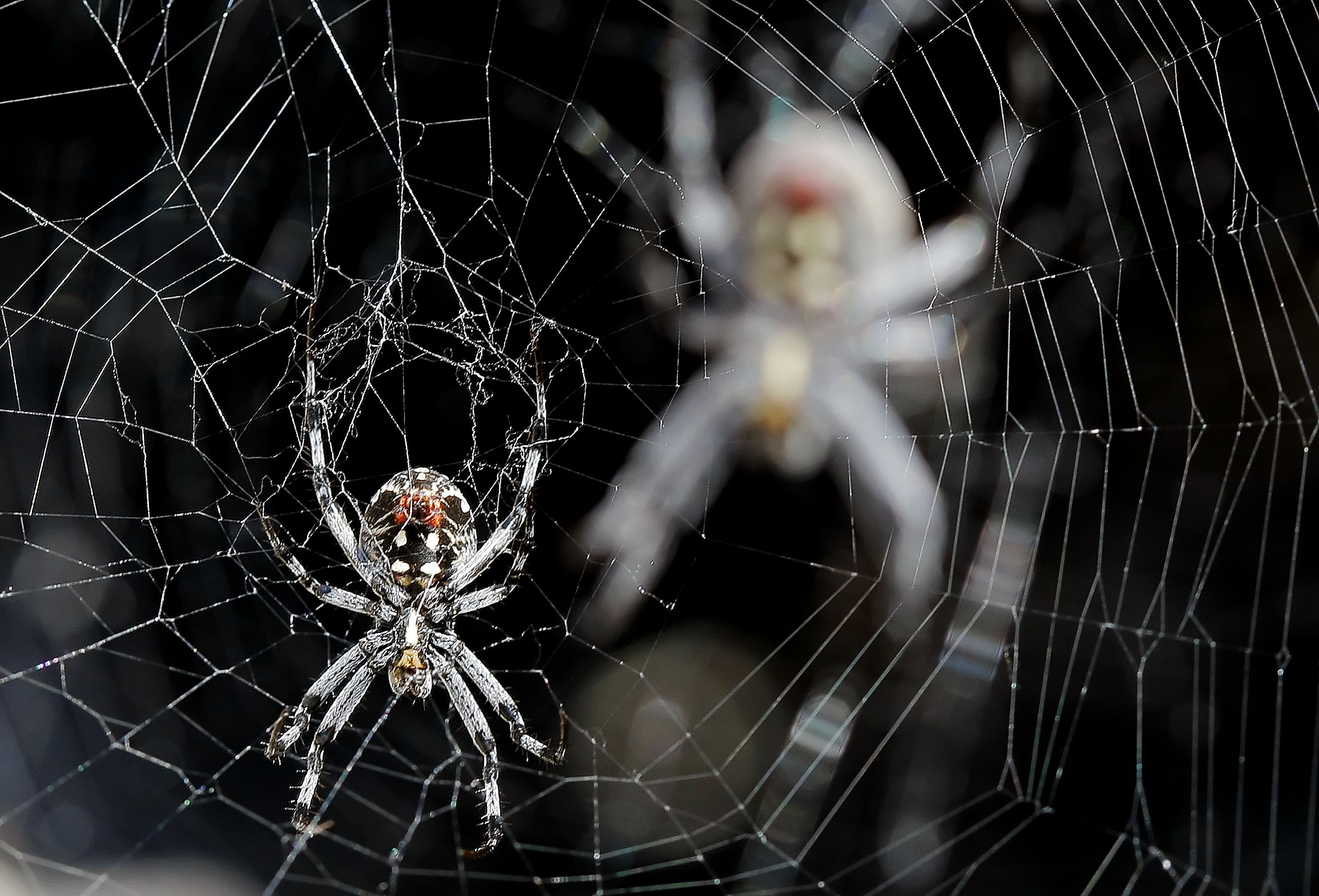 Thousands of Orb weaver spiders all over the rocks and boats at the Great Salt Lake Marina. Antelop...