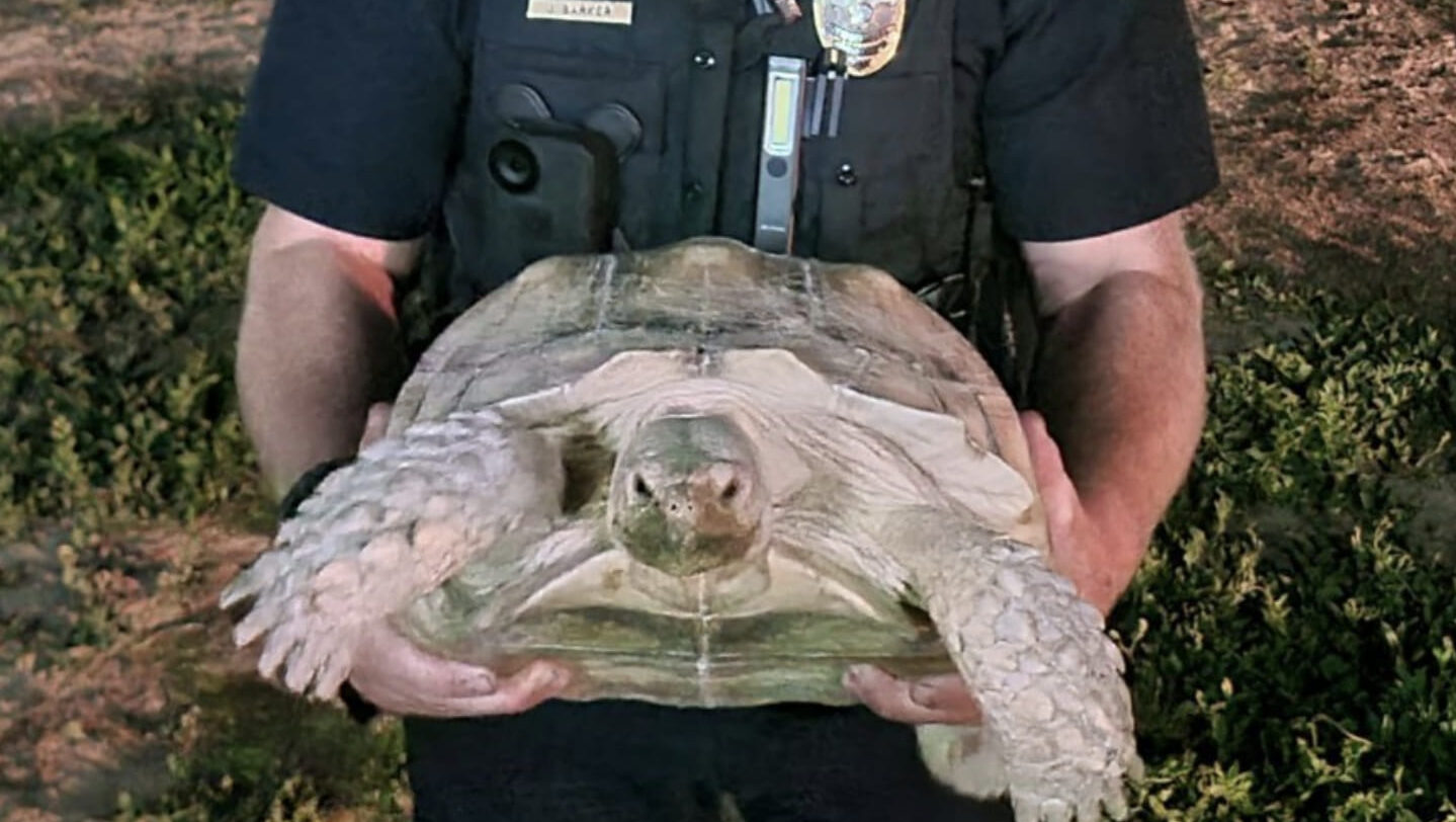 Broccoli, an African Spurred Tortoise was returned safely to his Nephi home....