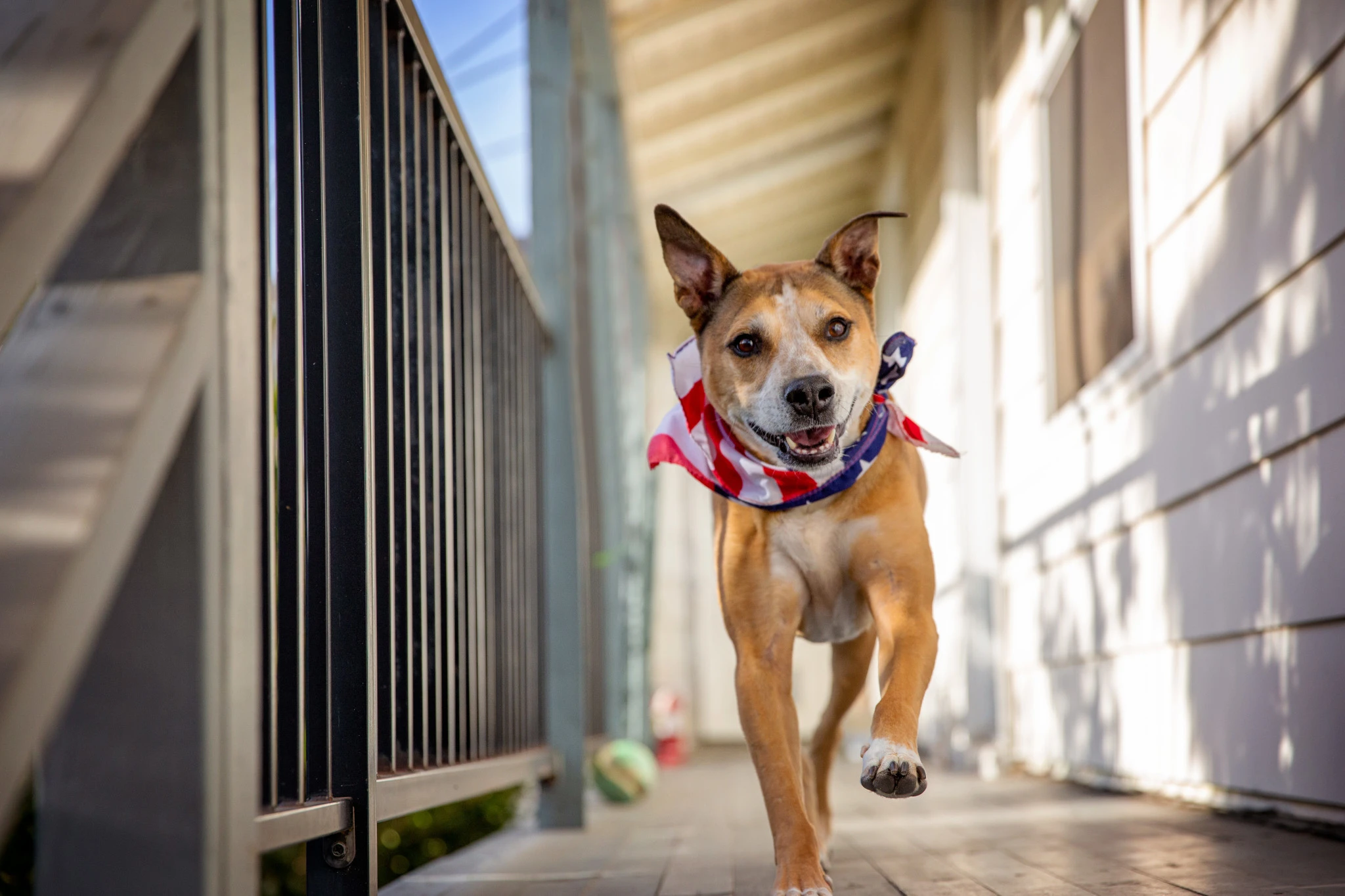 Tips and tricks for keeping your pet safe and calm during firework season. (Best Friends)...