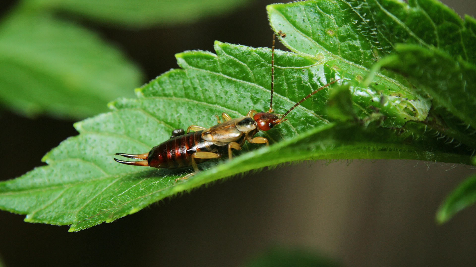 One of the biggest enemies of tomatoes is earwigs. (Canva)...