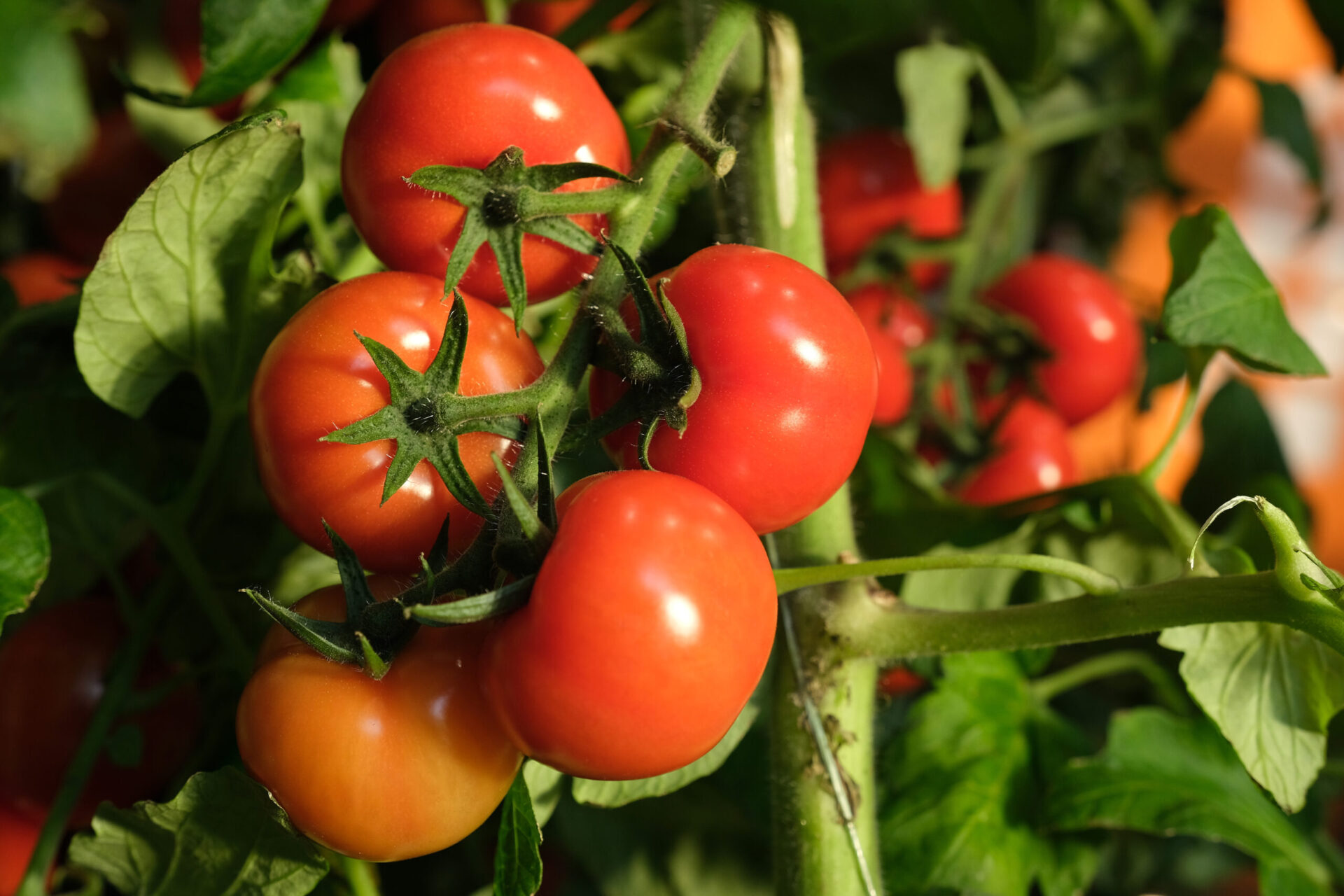 Although it’s common to come across problems while growing tomatoes, for the most part it’s rel...