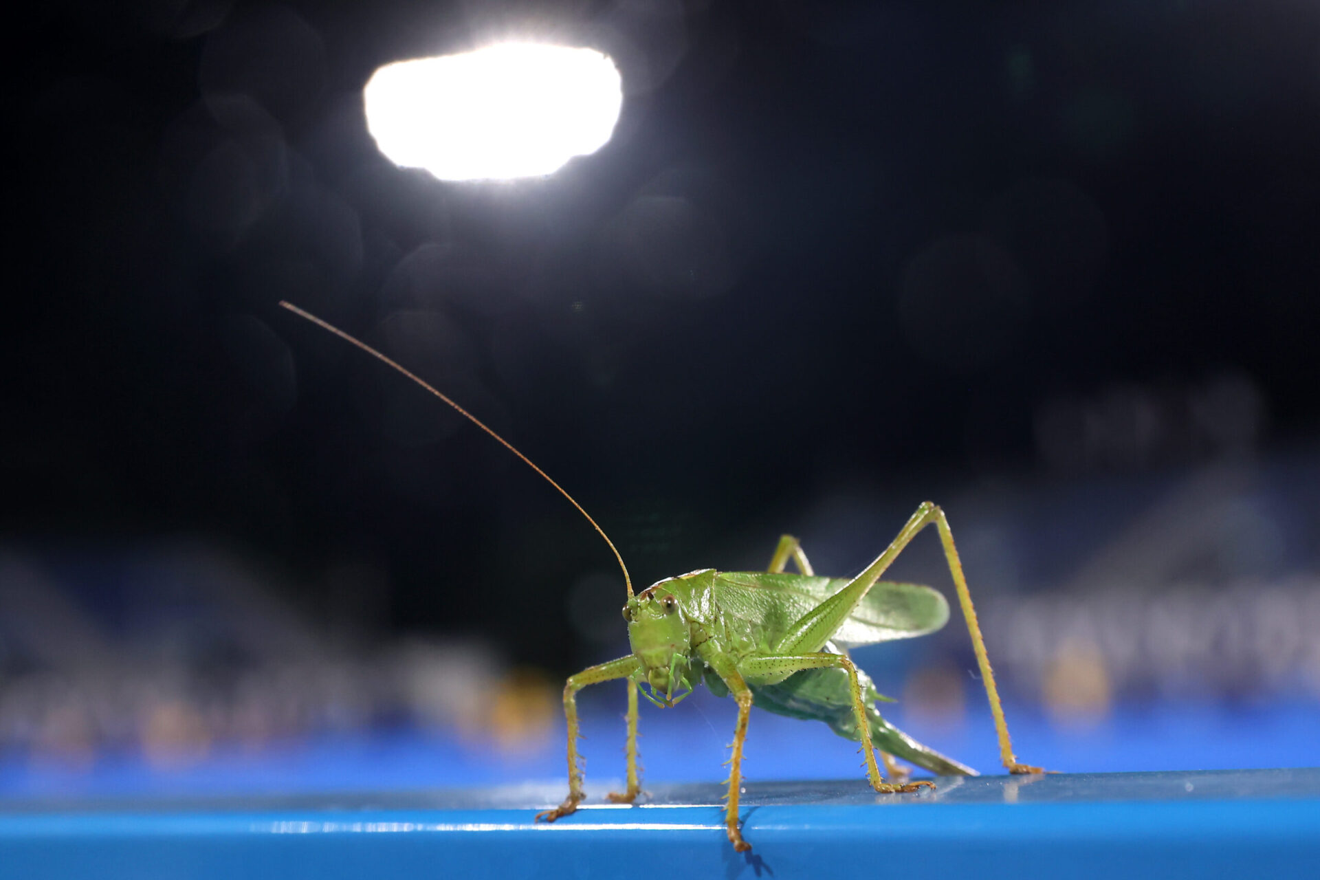 The photo features a grasshopper. Grasshoppers are becoming an issue now, which has led to several ...