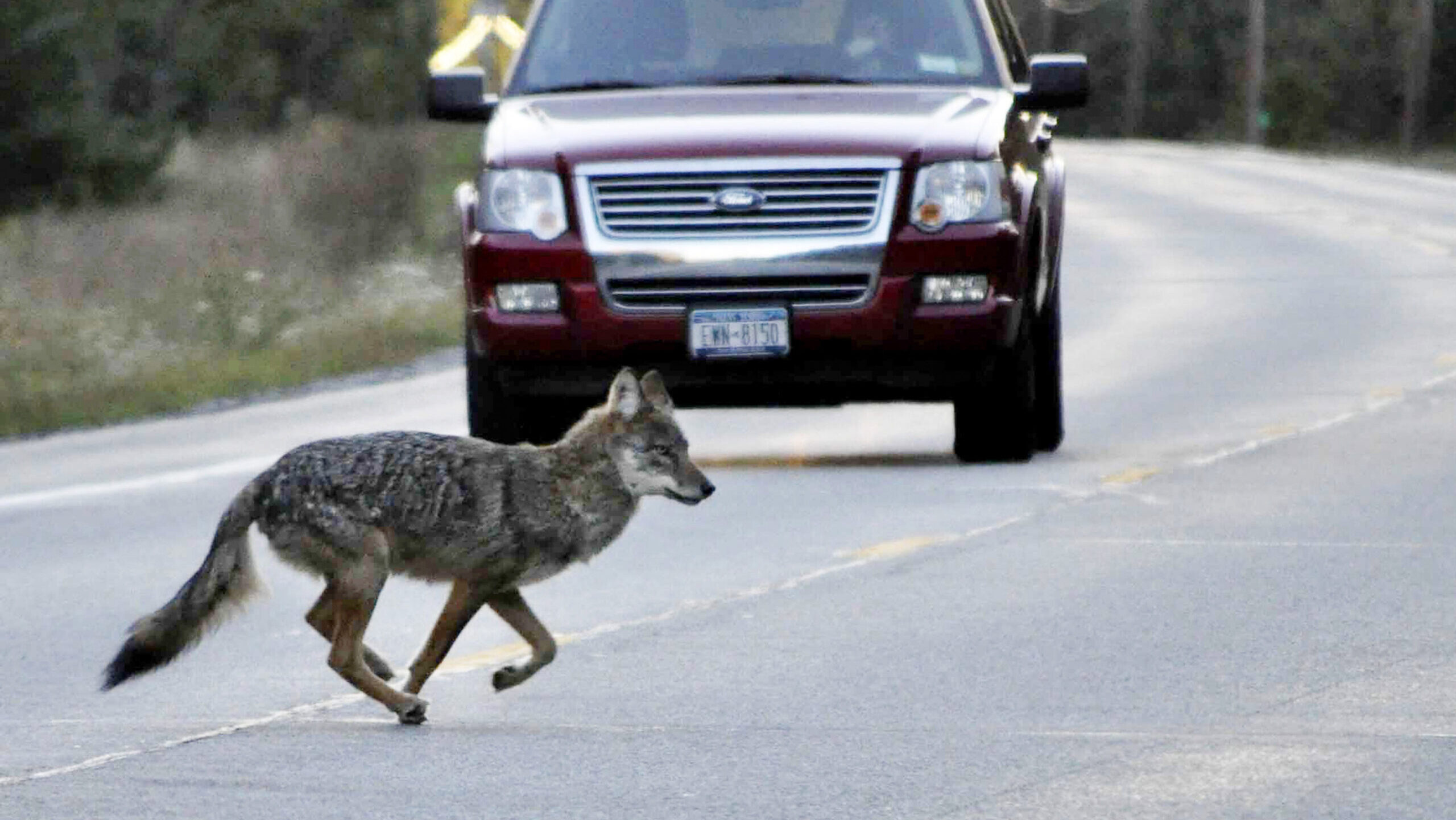 The new gang in San Francisco is targeting dogs